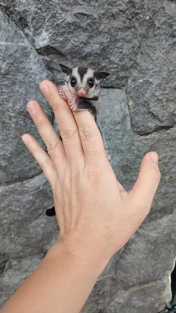 Sugar glider classic grey calon obes