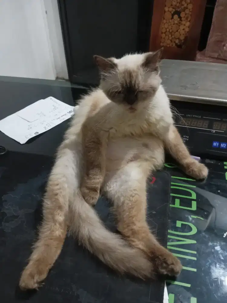 OPEN ADOPT HIMALAYA FLATNOSE LAGI HAMIL