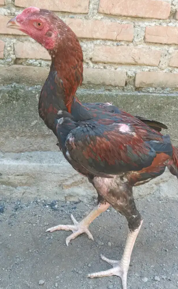 Jual ank ayam bngkok x pkhyo umur 4 bulan
