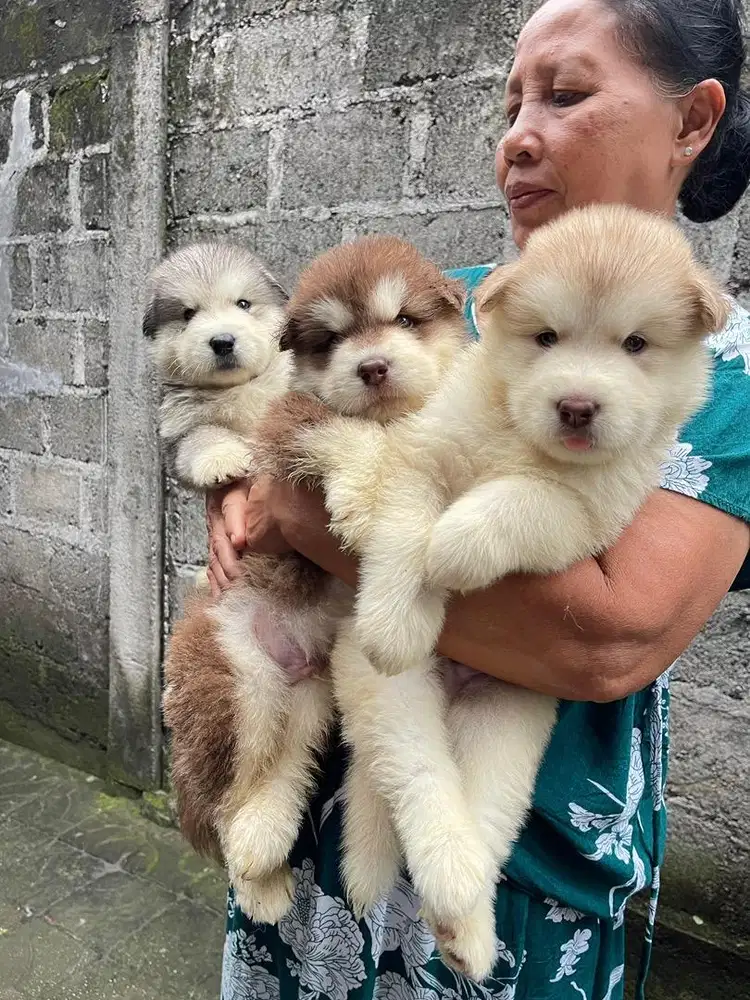 Anjing Husky atau Alaskan Malamute