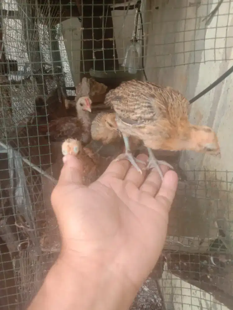JUAL pranakan ayam hutan