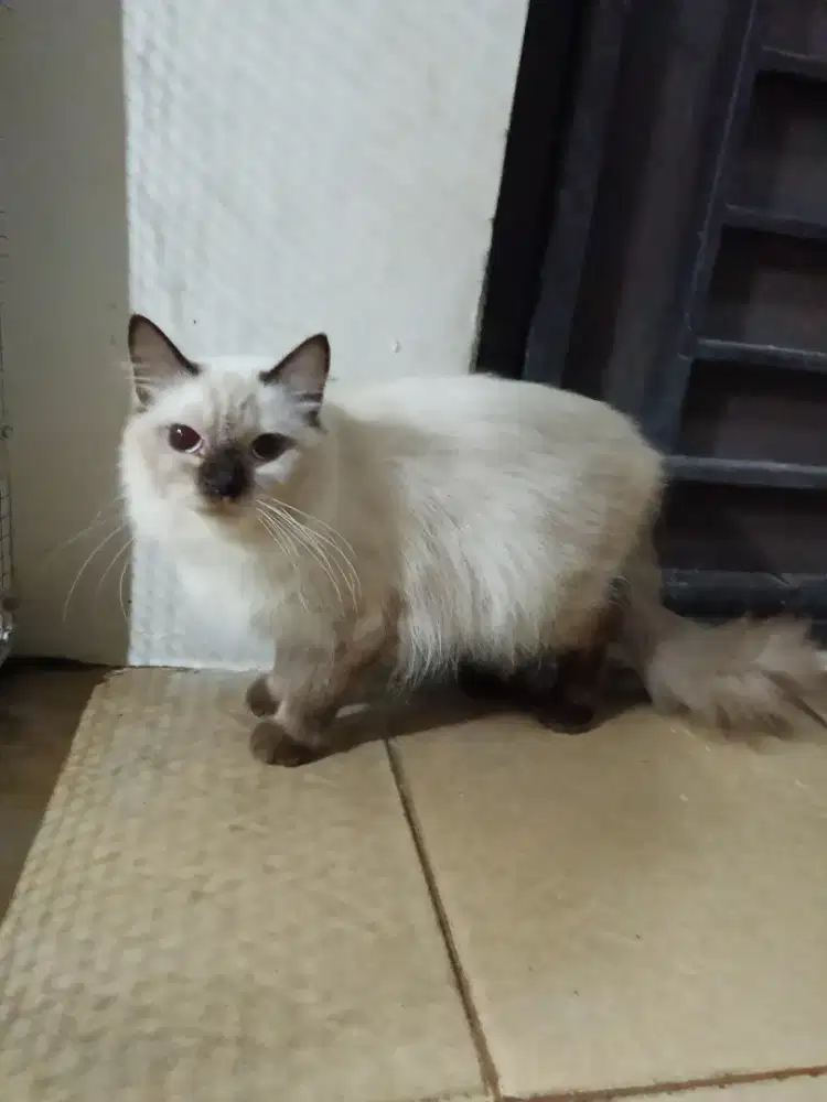 Himalaya dewasa betina