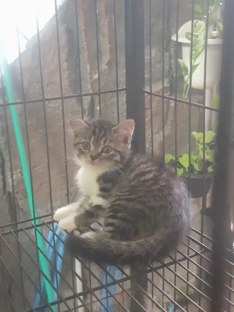 Kucing BSH British Shorthair Jantan 2 bulan