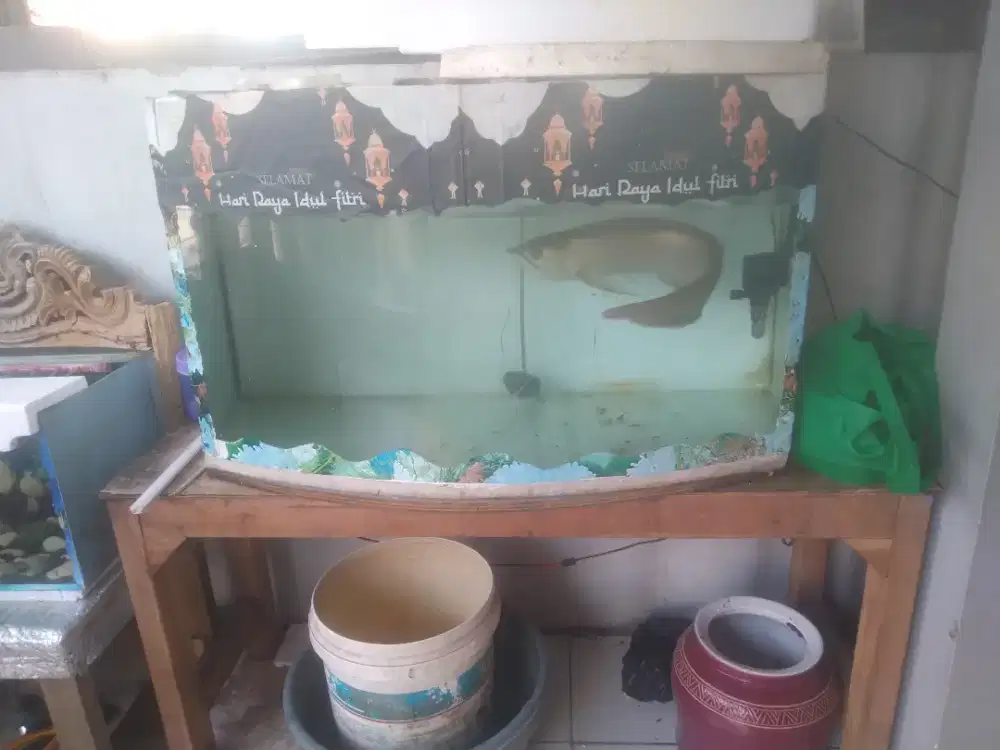 Satu set akuarium + ikan nya arwana silver red +-50cm