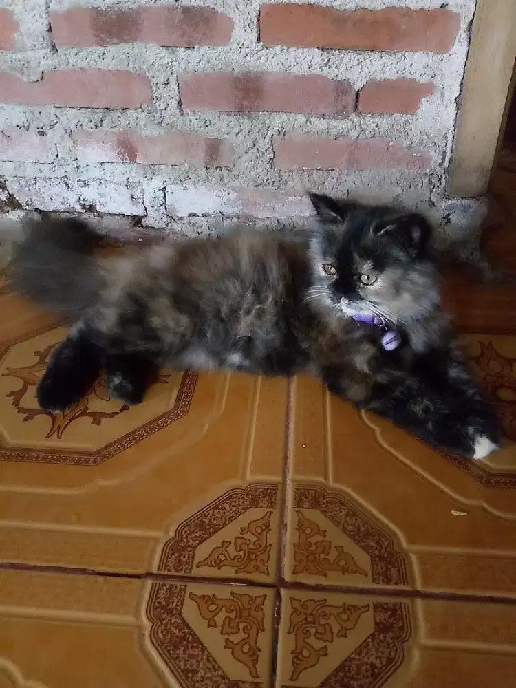 kucing anggora  warna hitam coklat