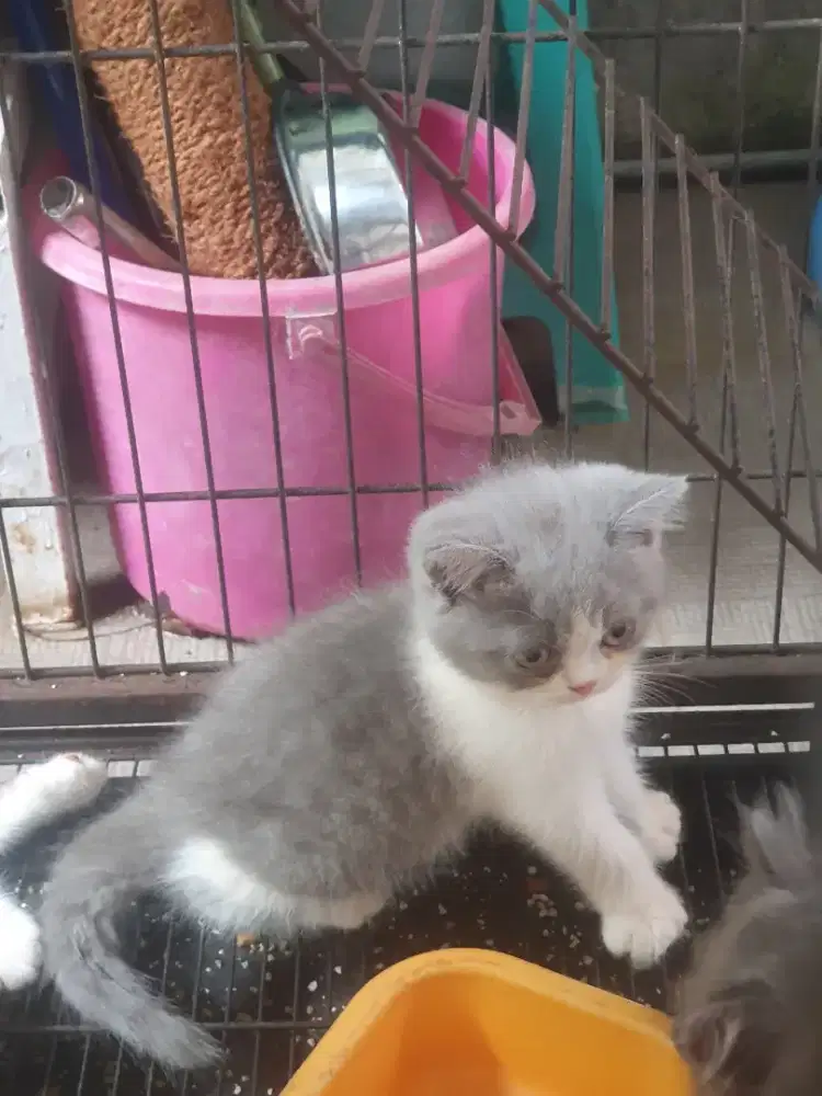 Kucing BSH British Shorthair Jantan 2 bulan
