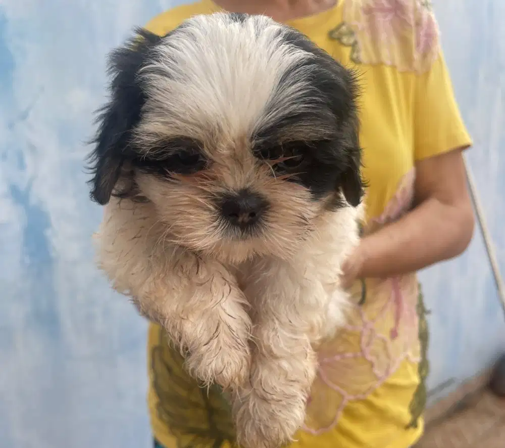 Anjing ShihTzu Medan