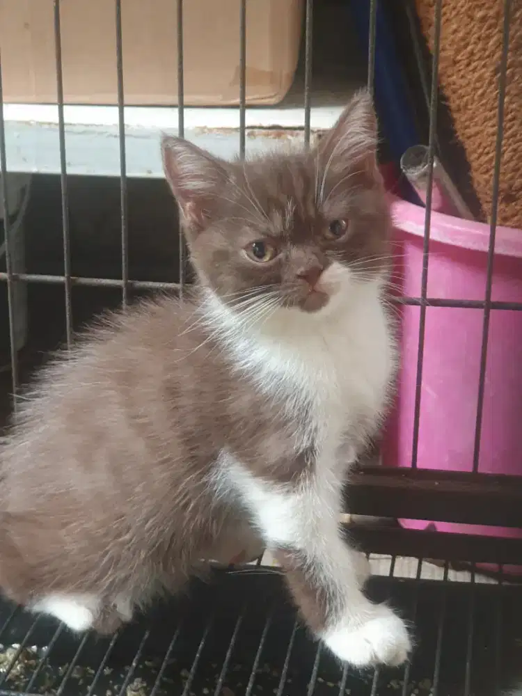 Kucing BSH British Shorthair Betina 2 bulan