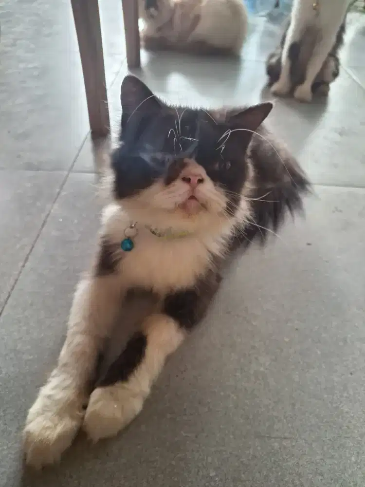 Over adops kucing peacnose