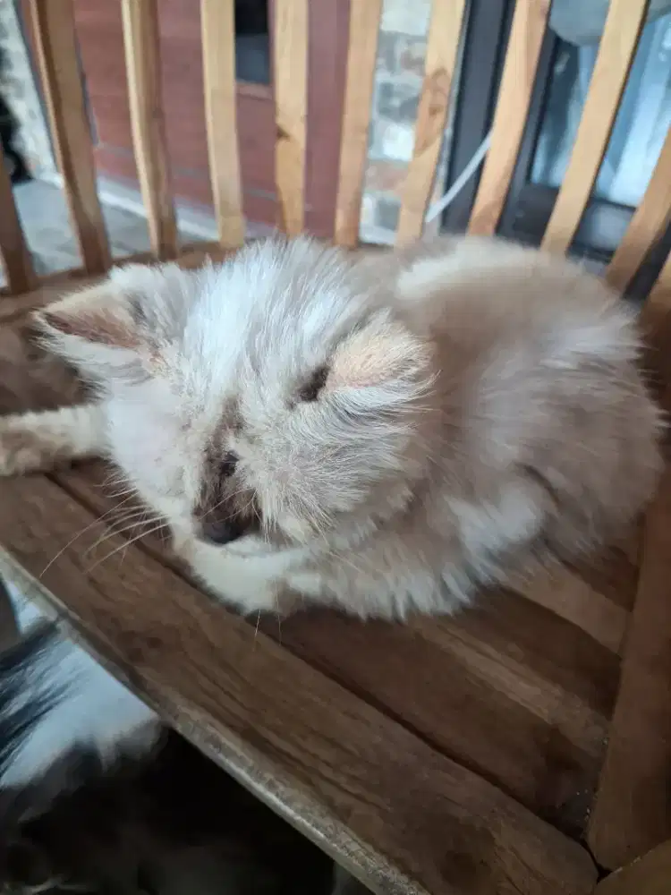 Over adops cat peacnose