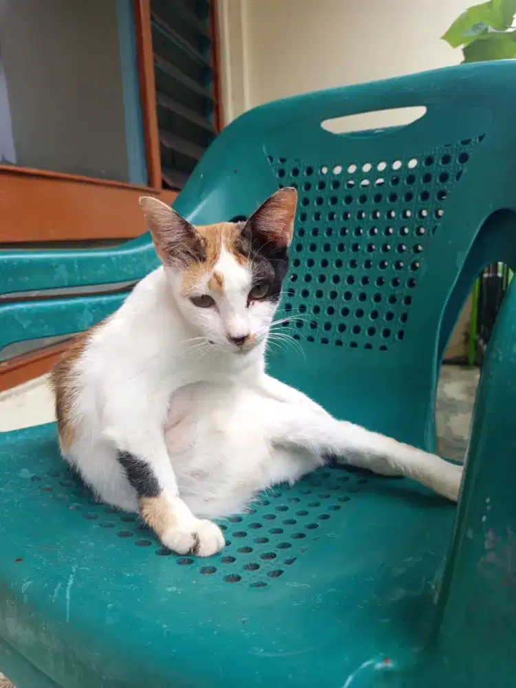 Kucing lokal penurut