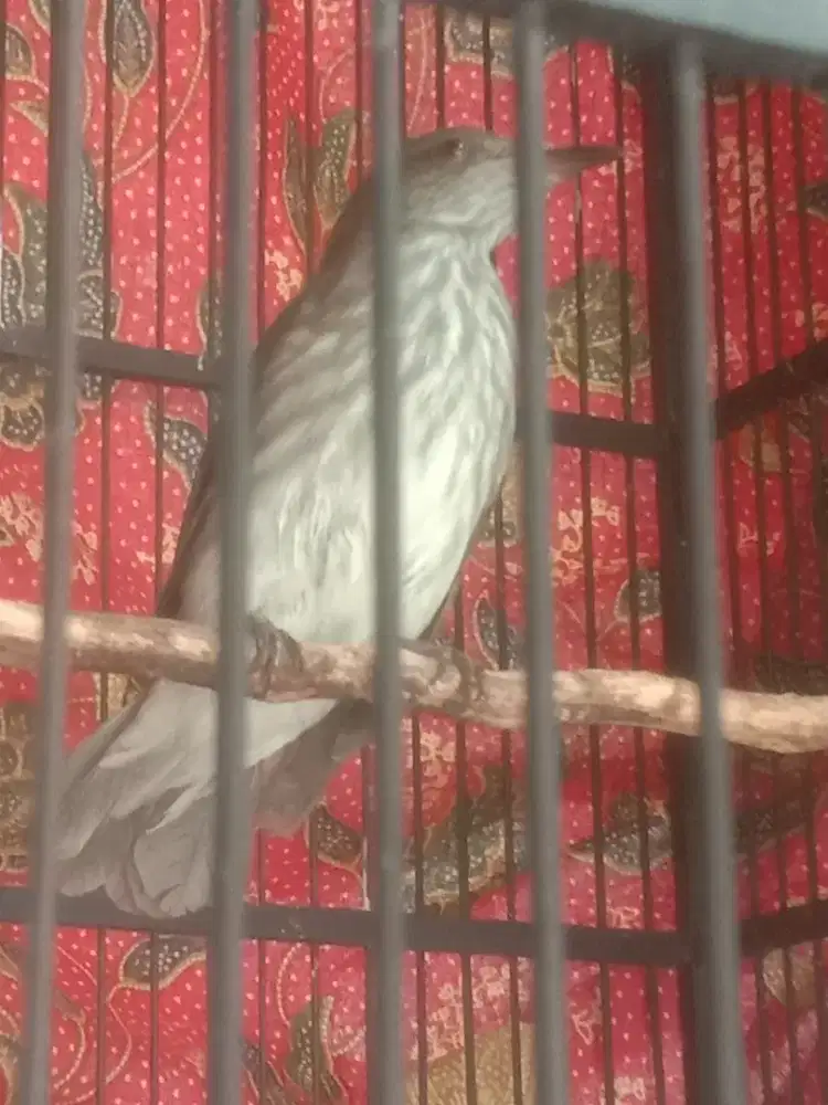 Burung siri2 udah rajin bunyi