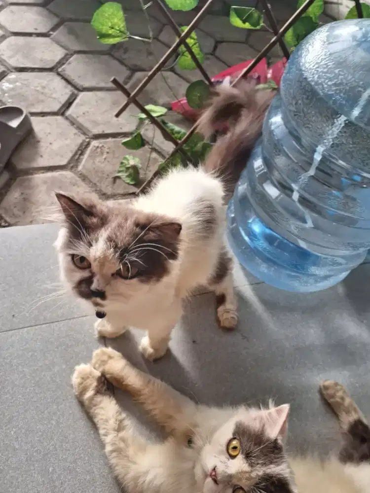 Over adop cat peacnose