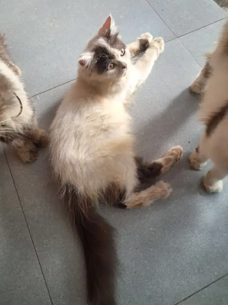 Over adops cat peacnose