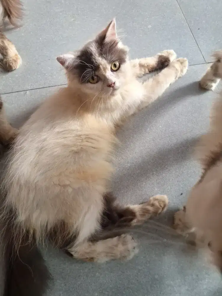 Overd adops cat peacnose