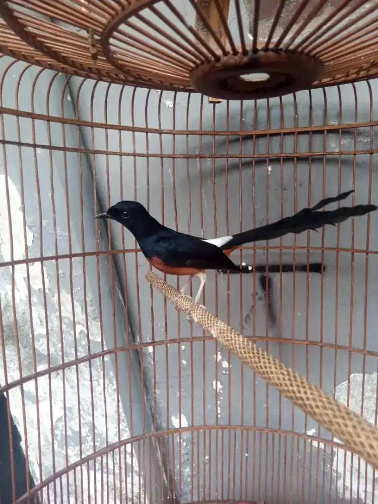 murai batu kaki hitam tarung sujud