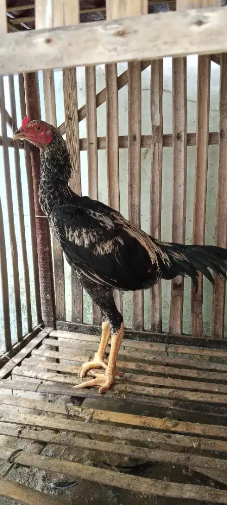 Ayam jolus jantan