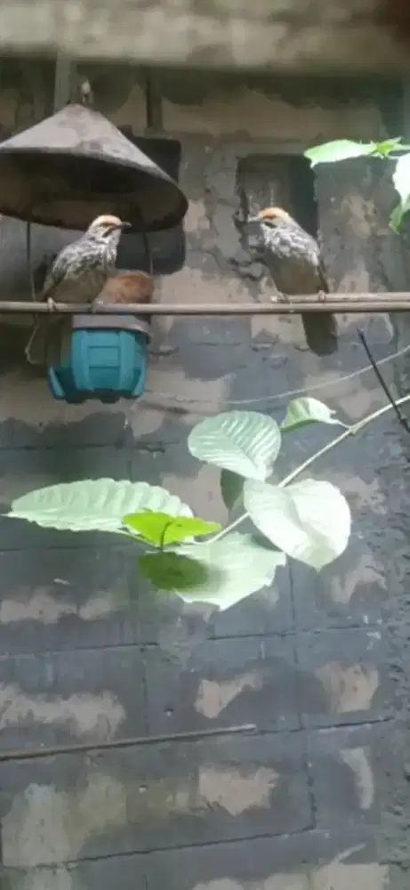 Cucak rowo.sepasang udh DNA burung gacor