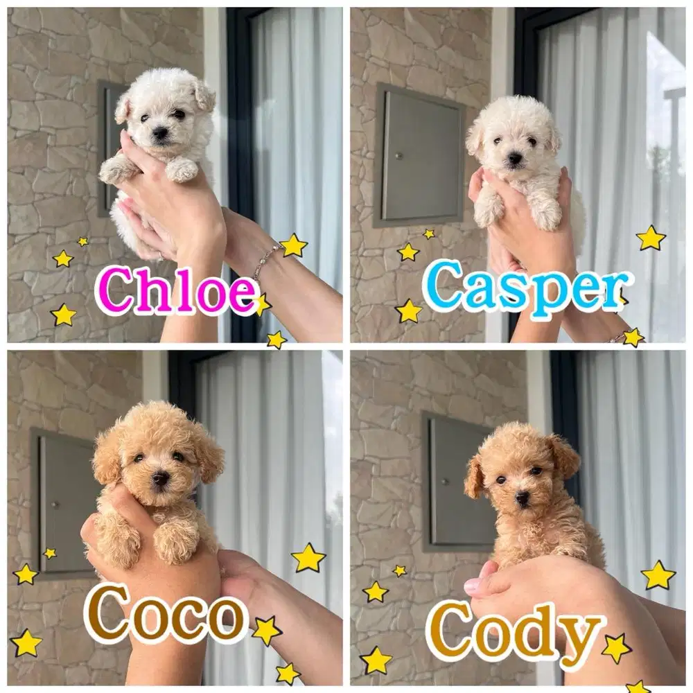 White & Apricot Tiny Poodle