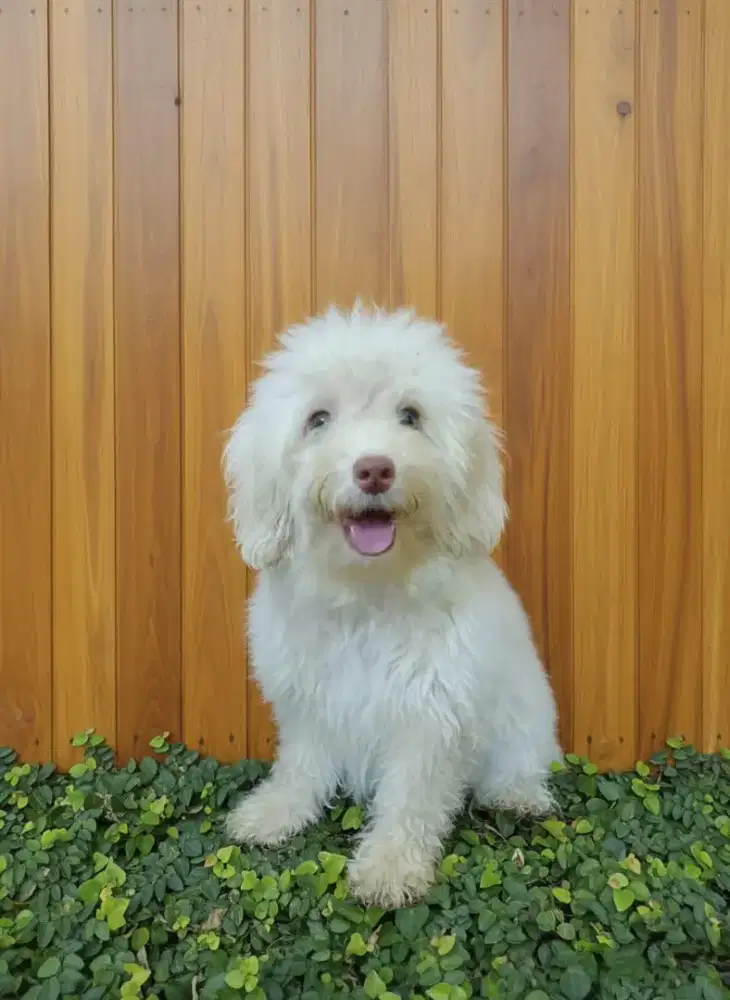 Maltipoo puppy jantan