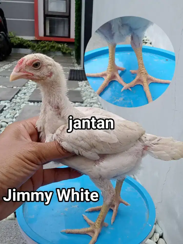 Jimmy White Blood line