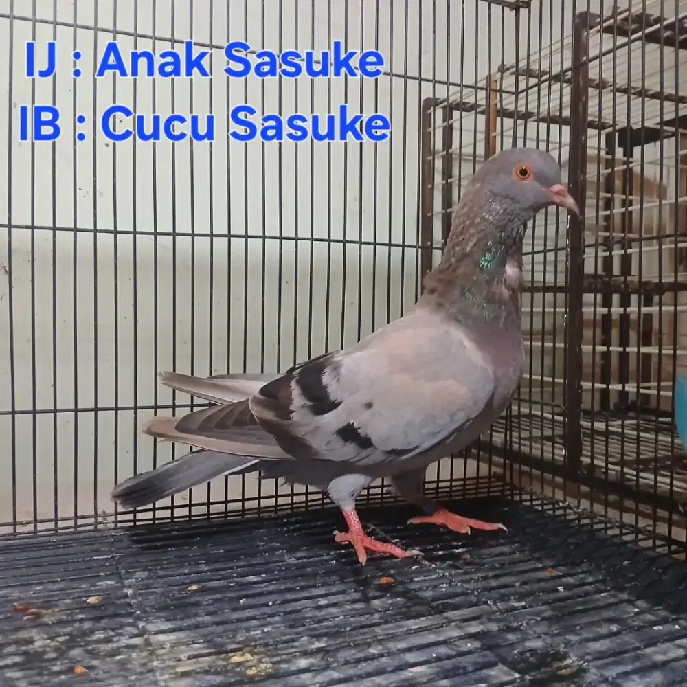 Burung Merpati Dara Trah