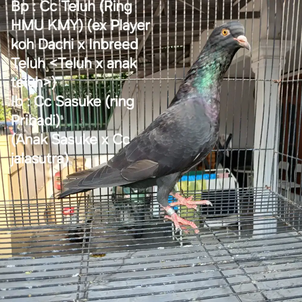 Burung Merpati Dara Trah