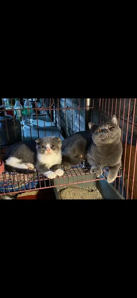 Lepas adopt kitten bsh