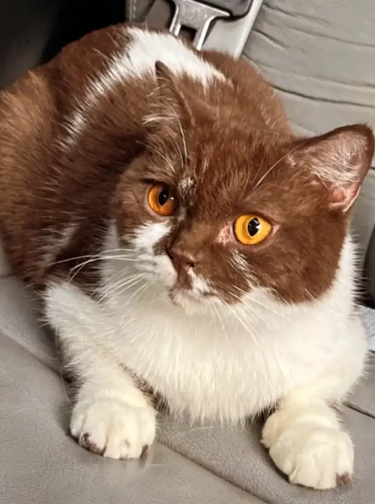 Kucing british shorthair bsh british shorthair