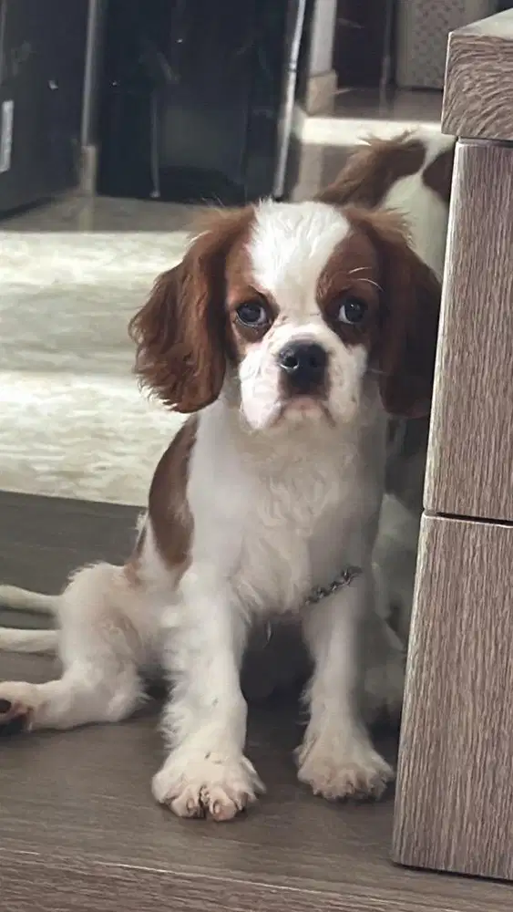 anjing xavier charles king jantan