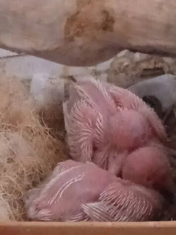 Candil Puter Pelung Albino Mata Merah