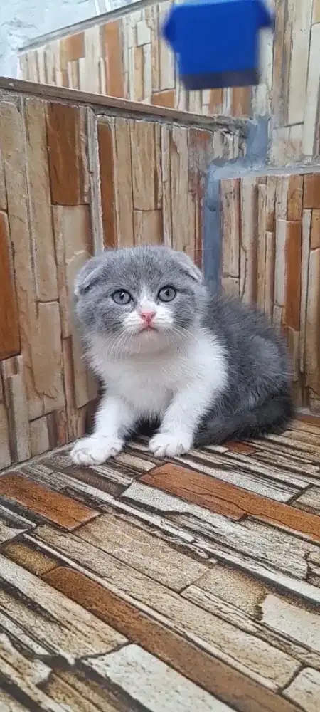 Kitten scottish triple fold