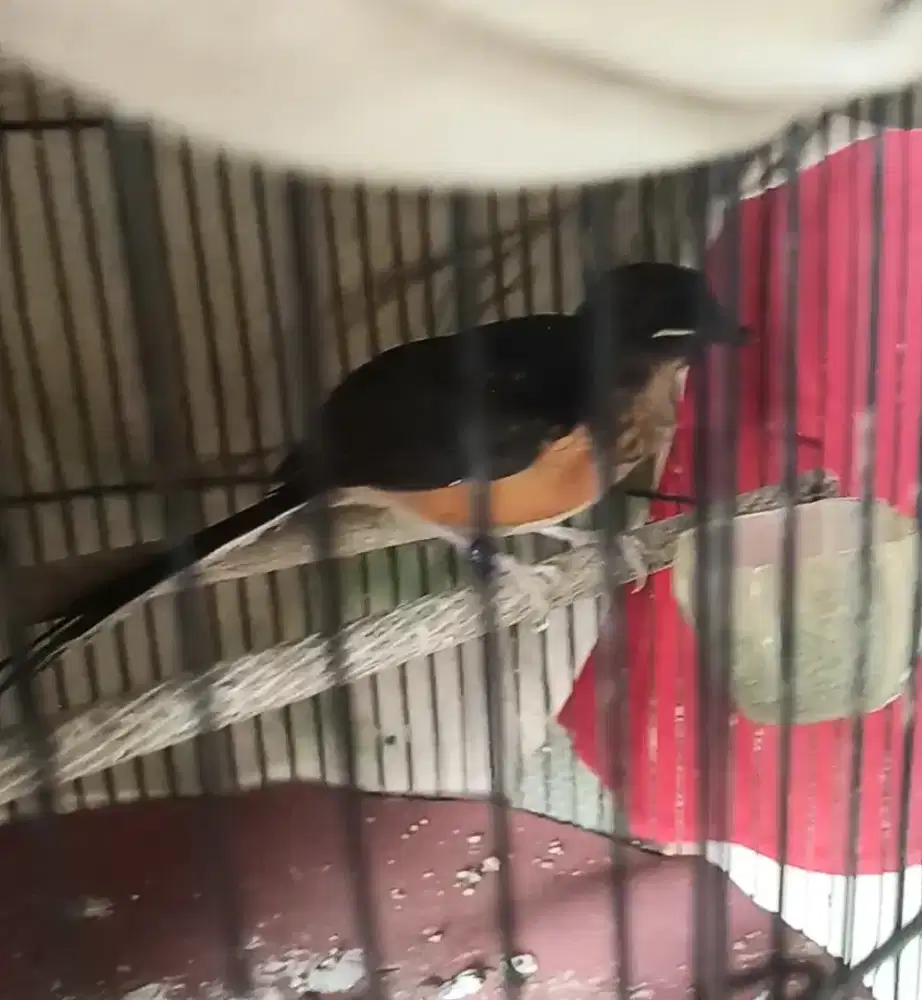 Trotol Murai ekor panjang