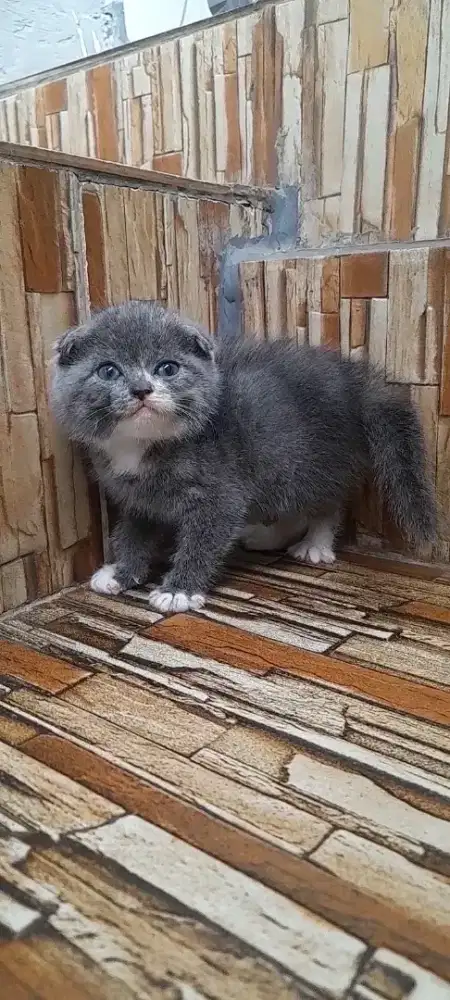 Kitten scottish triple fold