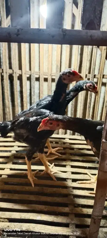 shamo eropa line zuchter