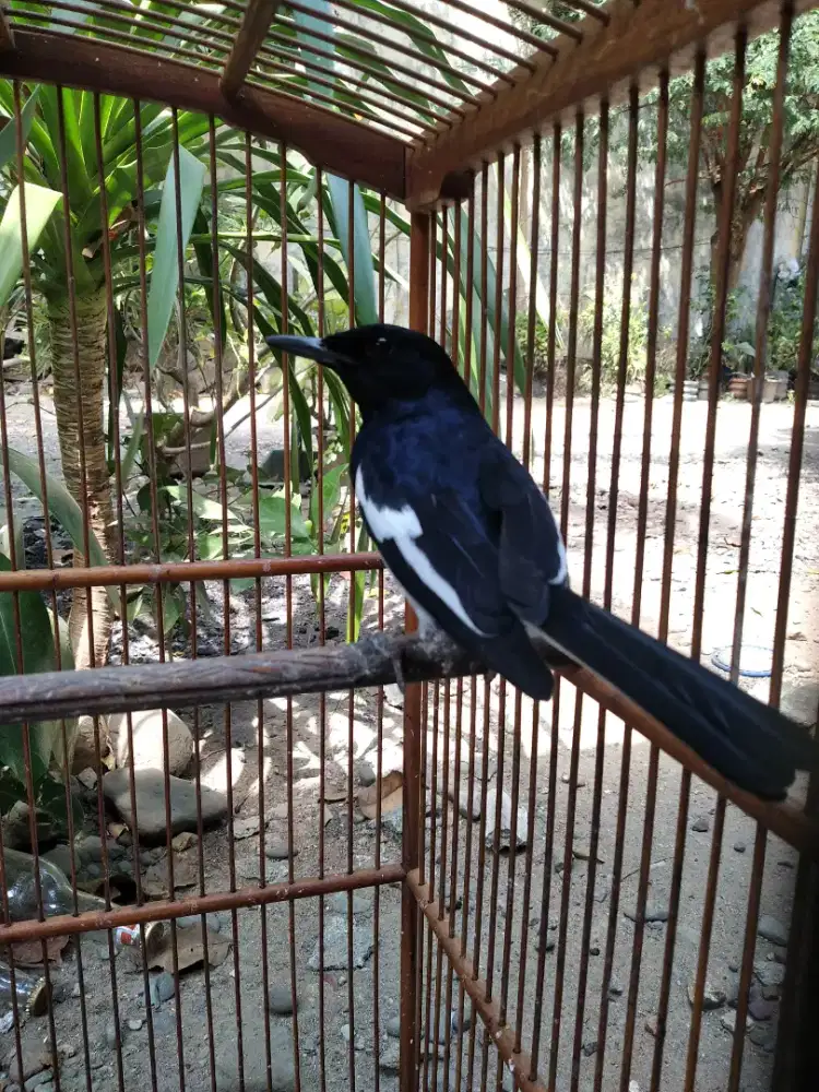 BURUNG KACER RAWATAN