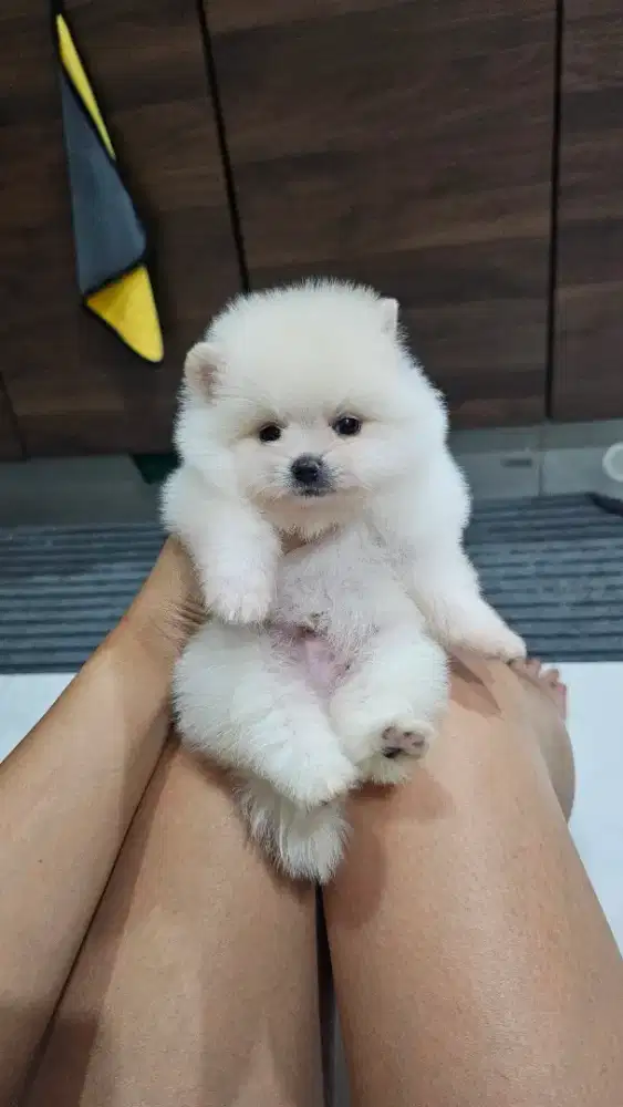 Jual supermini pom lucu