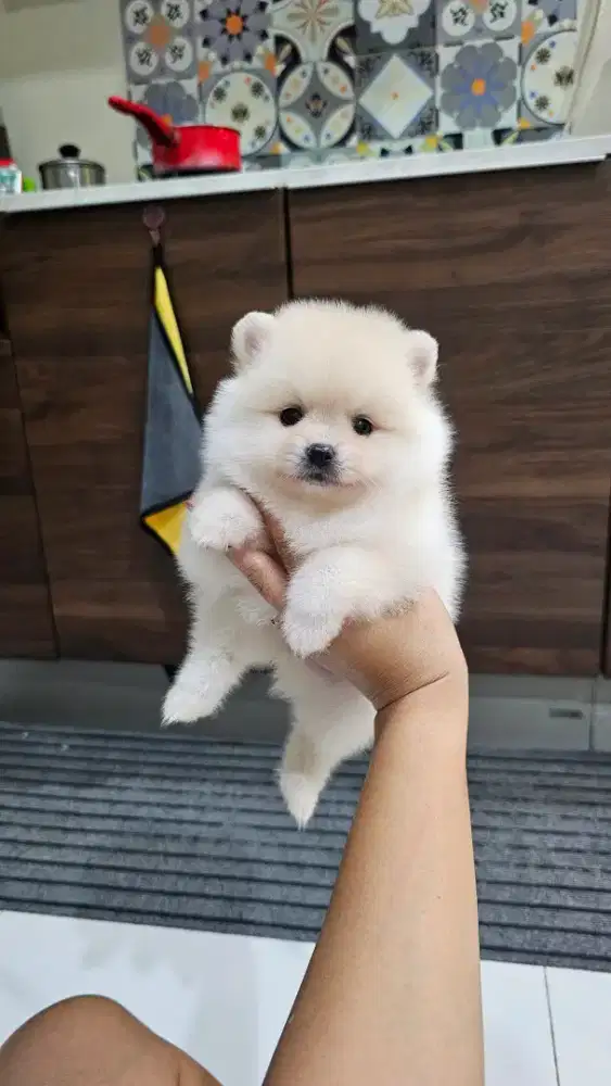 Jual supermini Pom lucu