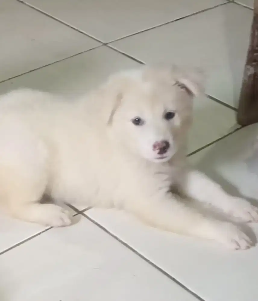 anakan anjing kintamani bali betina