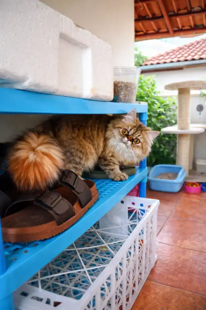 Peaknose Extreme Long Hair Female