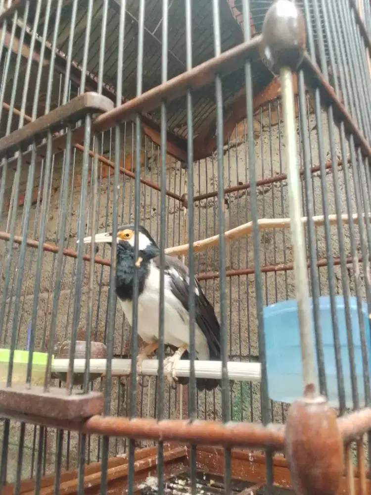 Bismillah pnya jsj sdh jnk sdh bunyi fs no krodong no mines minat wa