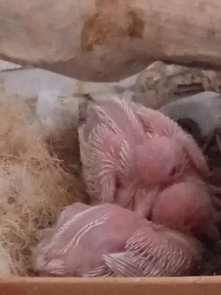 Candil Puter Pelung Albino Mata Merah