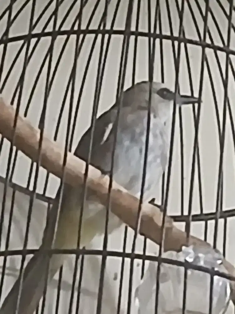 Crucukan Ropel fullset