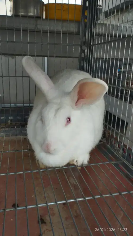 Kelinci Betina New Zealand Dewasa