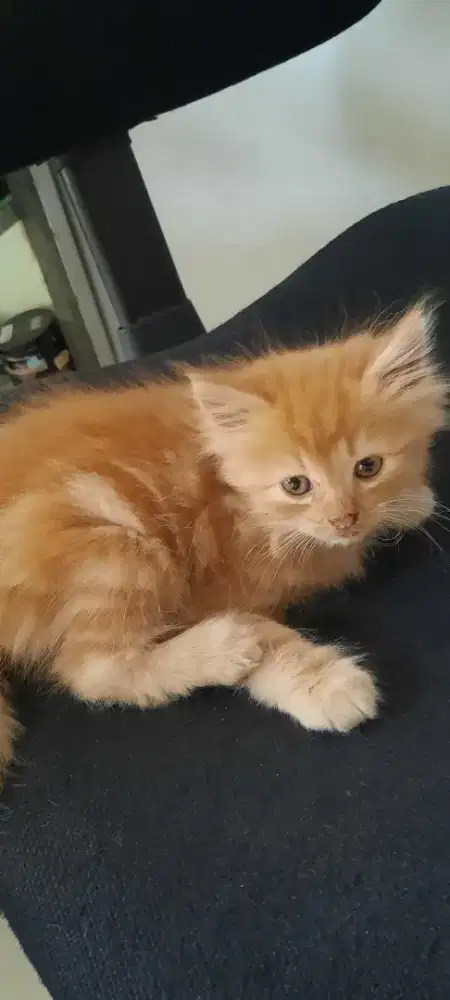 Kitten persia usia 1,5 bln