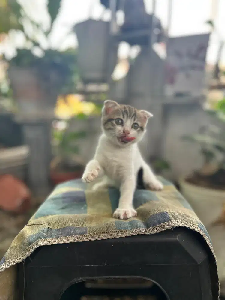 Scottish fold x bsh betina 2,5bln