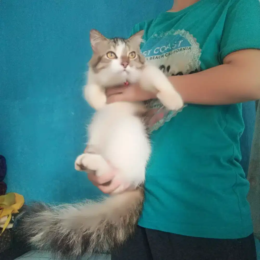 Kucing jantan Persia medium