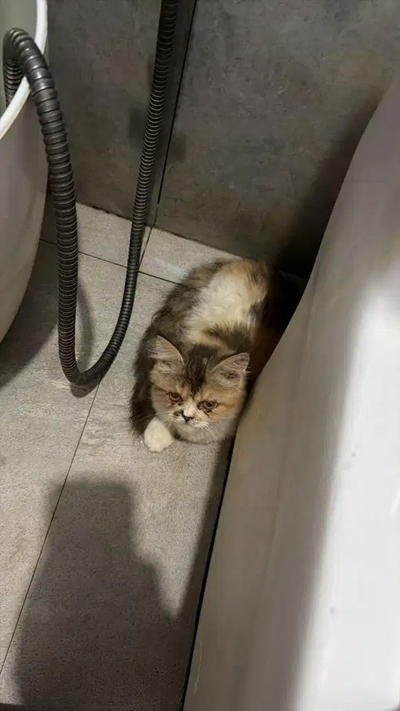 Kucing flatnose 3 bulan calico