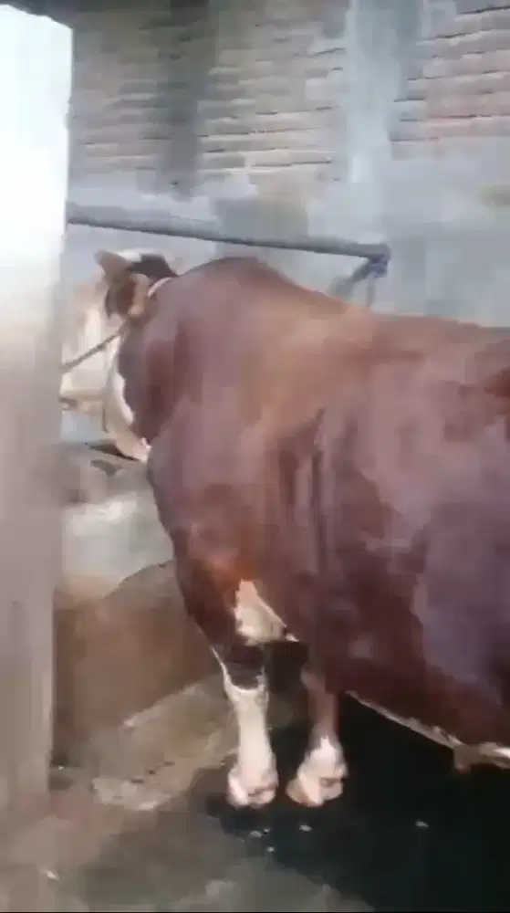 Sapi limosin 1 ton up