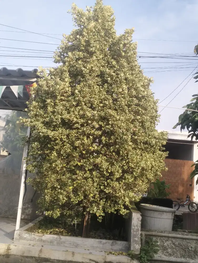 Dijual Pohon (Ficus benjamina) 2 pohon